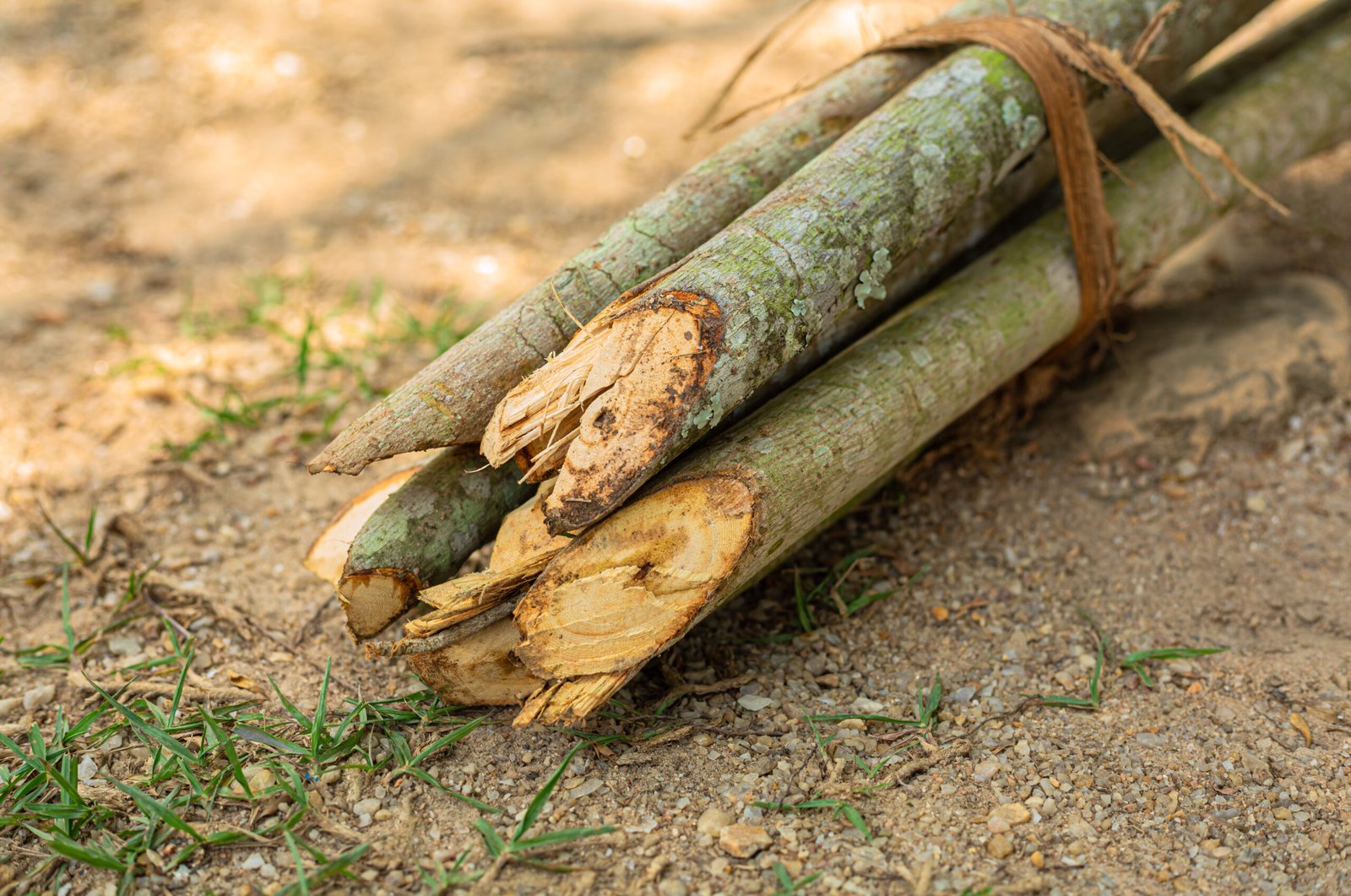 Agroforestry & Tree Planting Training